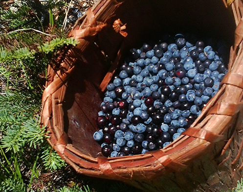 Cedar basket of freshly picked huckleberries resting on the ground next to a young Douglas fir